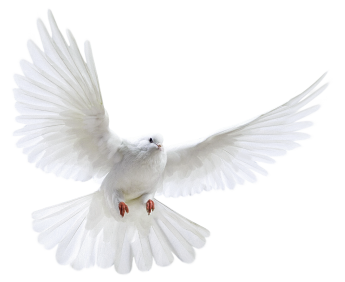 HOLY SPIRIT DOVE